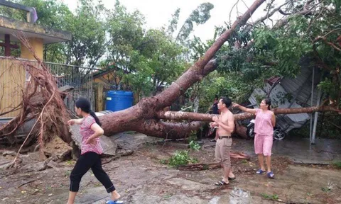 Bão số 5: Gió giật đổ hàng loạt cây xanh, tốc nhiều mái nhà ở Huế